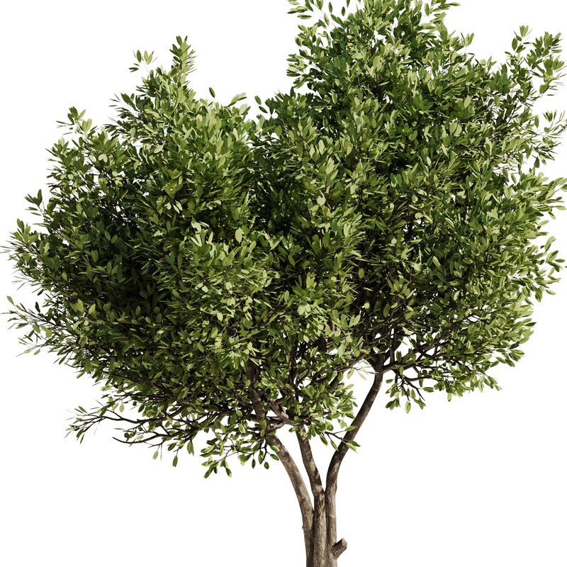 Olive Tree Set24 - Image 4