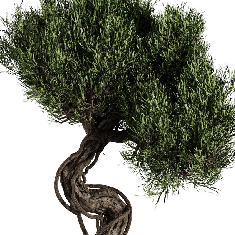 Bonsai Tree set7 - Image 3