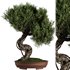 Bonsai Tree set7 - Thumbnail 1