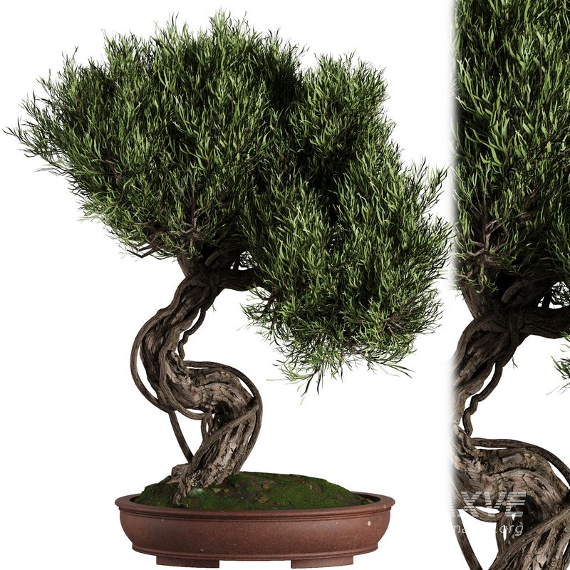 Bonsai Tree set7 - Image 1