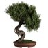 Bonsai Tree set7 - Thumbnail 2