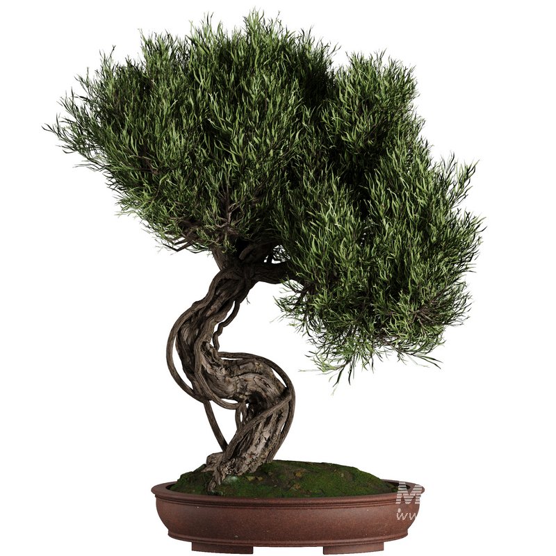 Bonsai Tree set7 - Image 2