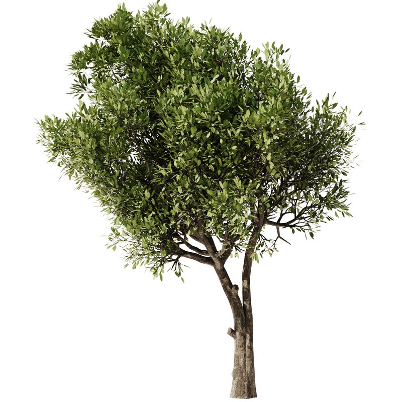 Olive Tree Set23 - Image 2