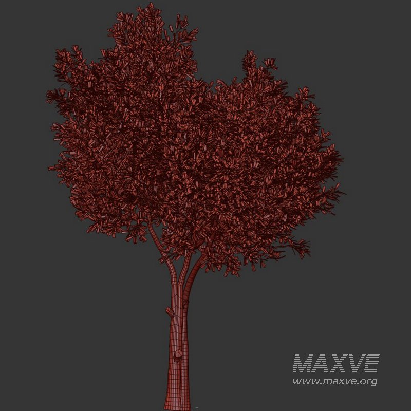 Olive Tree Set24 - Image 3