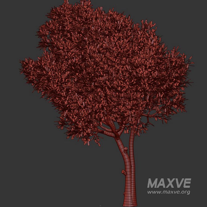 Olive Tree Set23 - Image 4