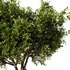 Olive Tree Set22 - Thumbnail 3