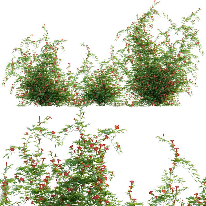 Ipomoea sloteri – Cardinal Climber 02 - Image 1