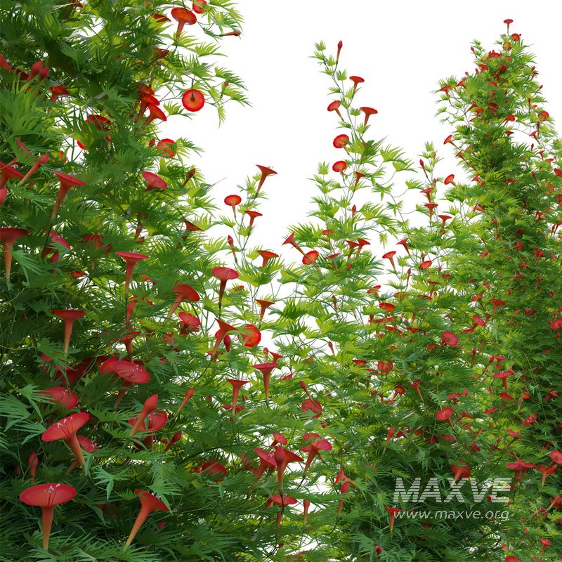 Ipomoea sloteri – Cardinal Climber 02 - Image 2
