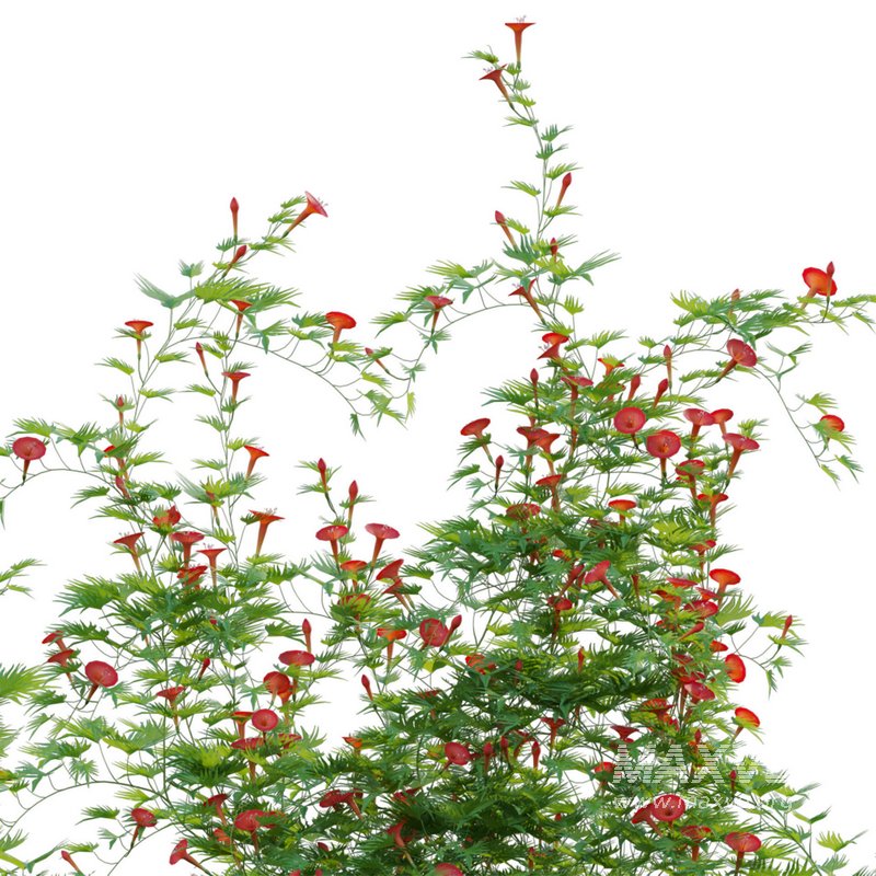 Ipomoea sloteri – Cardinal Climber 02 - Image 3