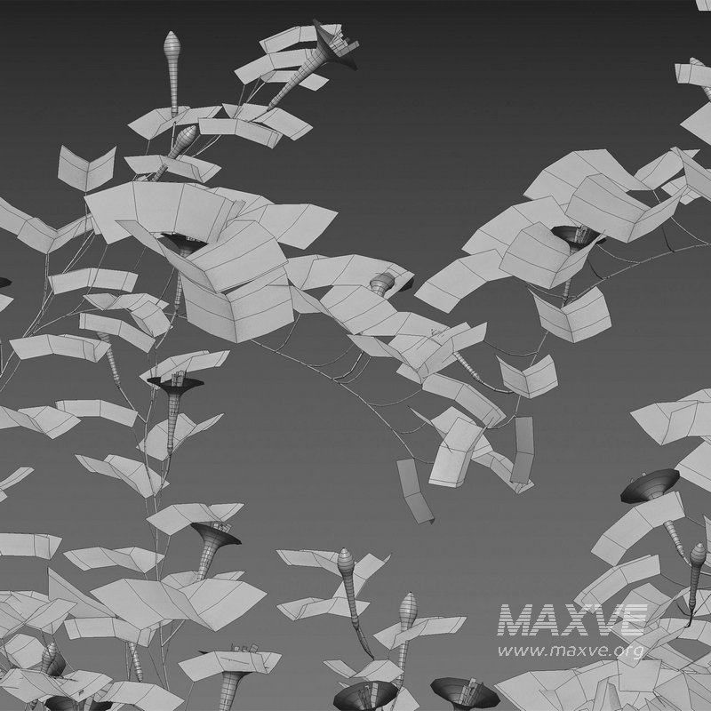 Ipomoea sloteri – Cardinal Climber 02 - Image 4