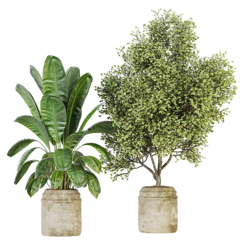 Indoor Plant Set 023 - Image 1