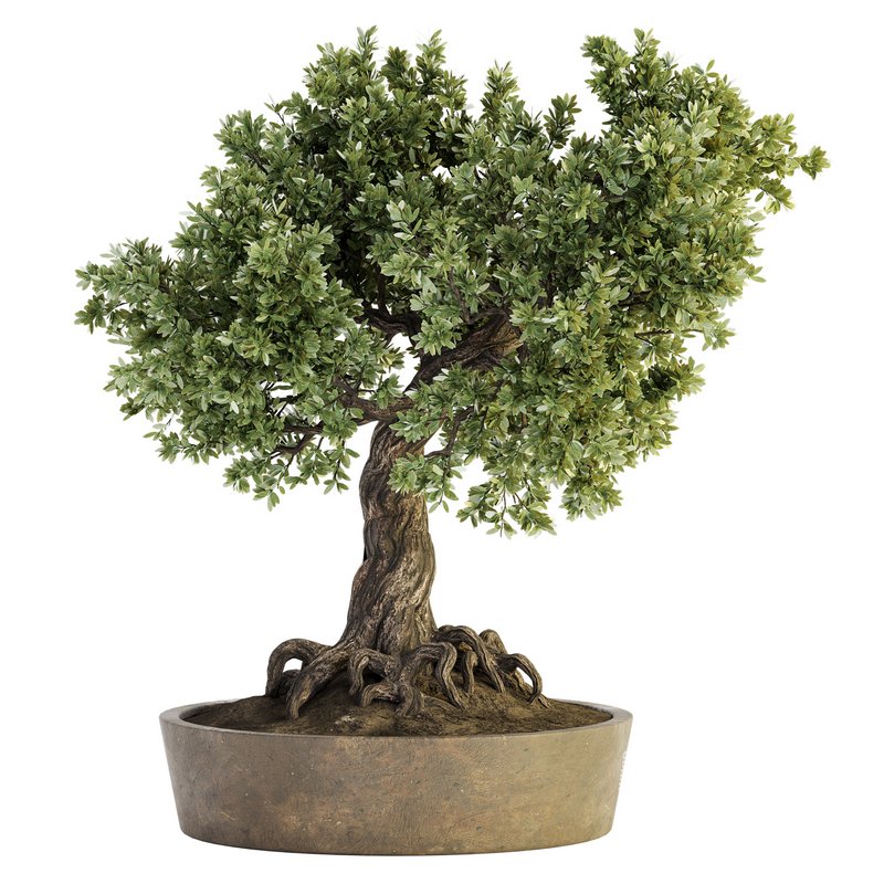 Indoor Plant Set 030 - Image 1