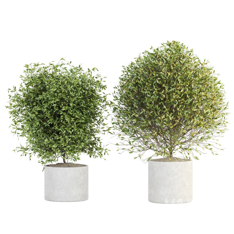 Indoor Plant Set 029 - Image 1