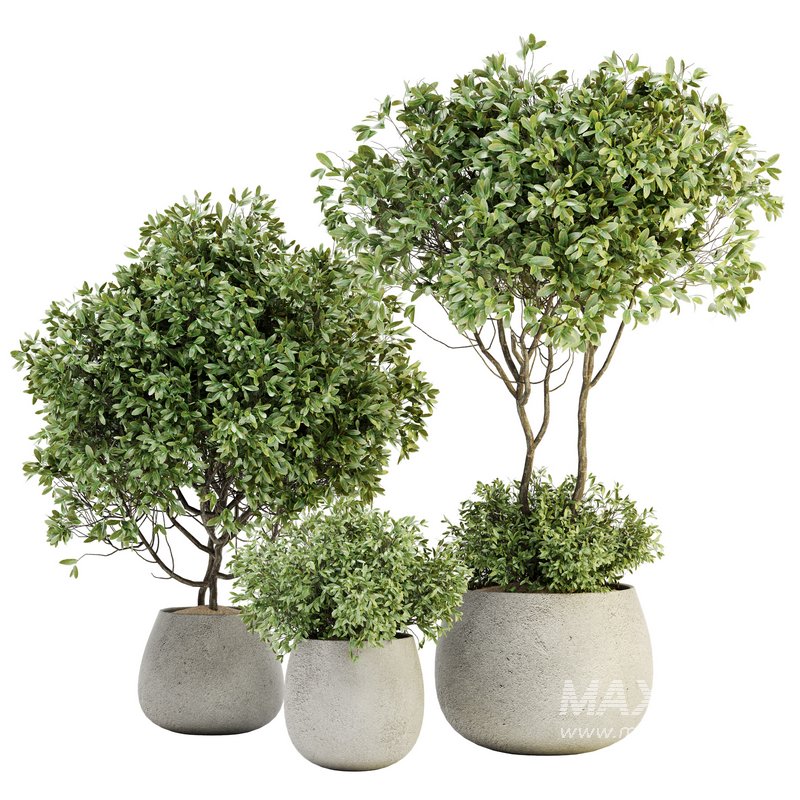 Indoor Plant Set 07 - Image 1