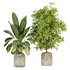 Indoor Plant Set 024 - Thumbnail 1
