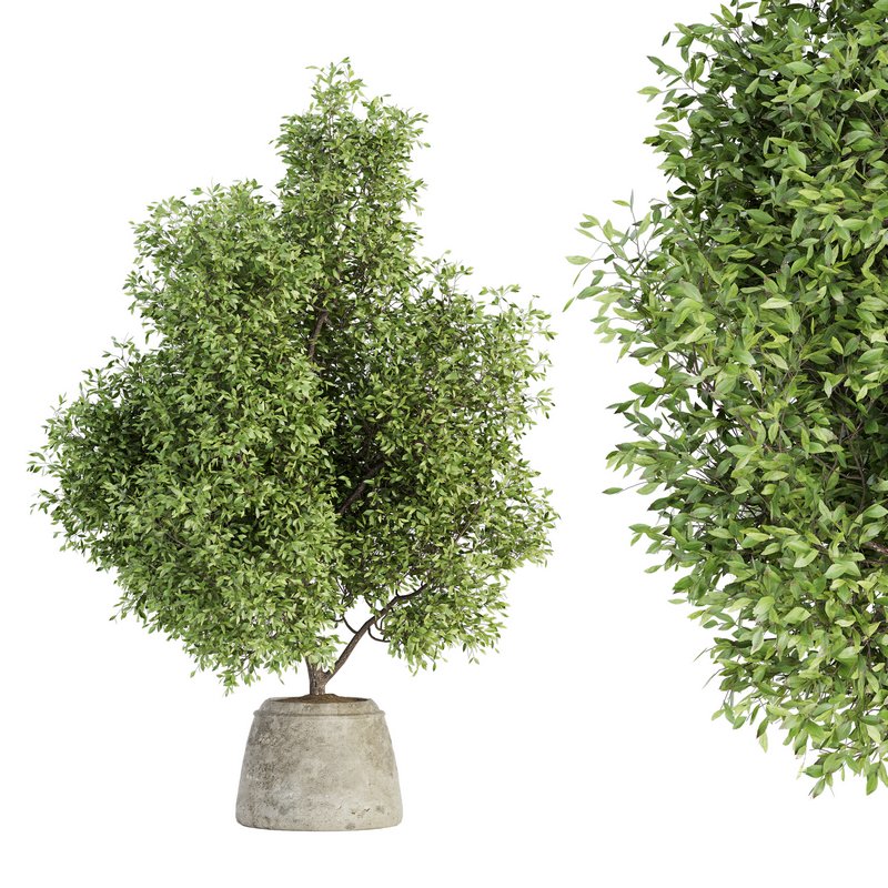 Indoor Plant Set 025 - Image 1