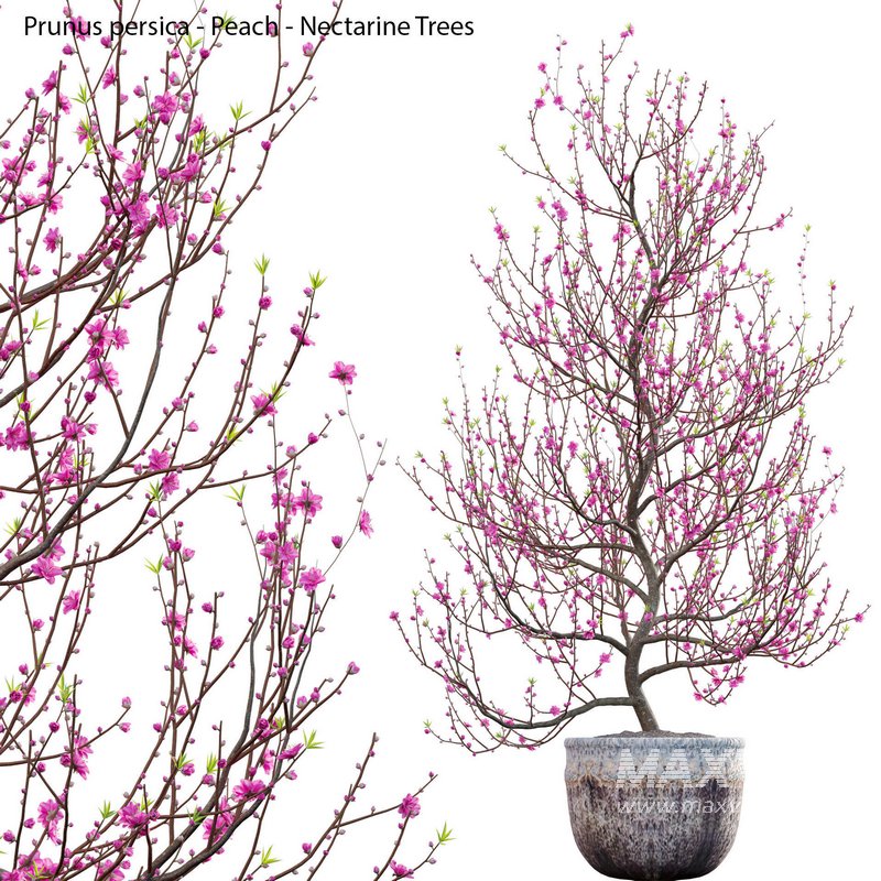 Prunus persica – Peach – Nectarine Trees – 01 - Image 1