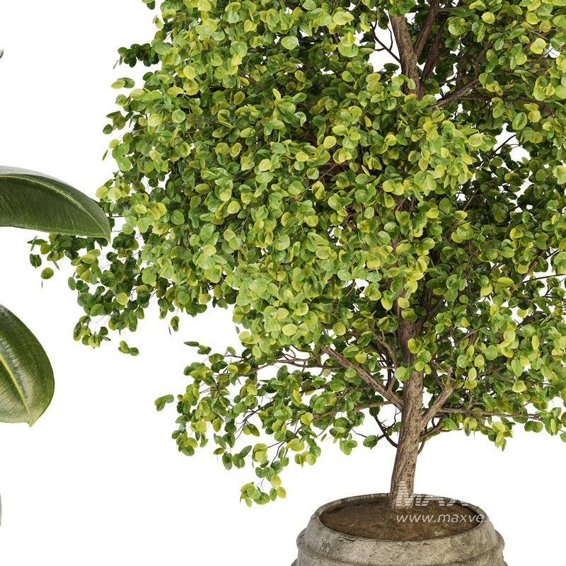 Indoor Plant Set 024 - Image 2