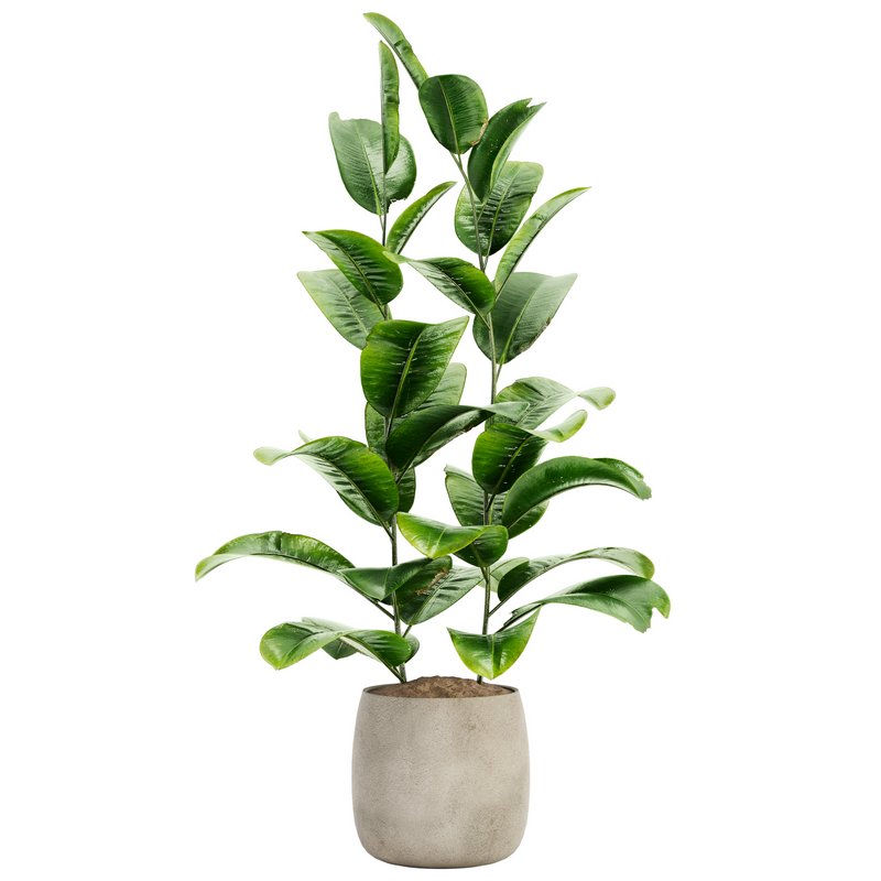 Indoor Plant Set 017 - Image 2