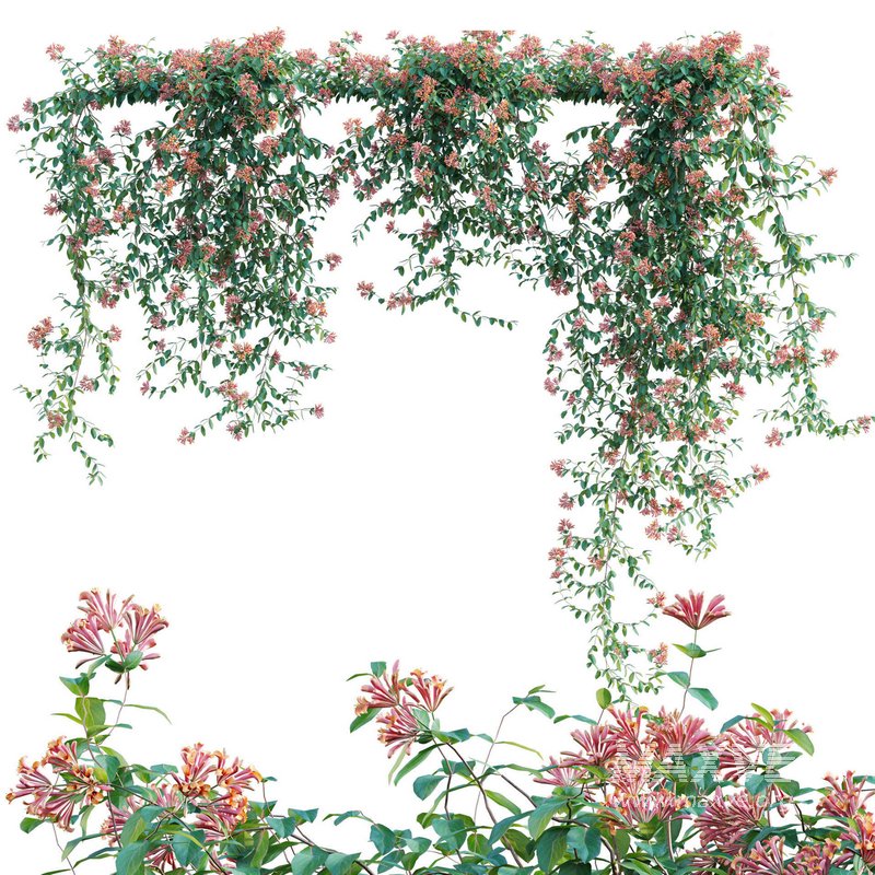 Lonicera Mandarin – Honeysuckle 02 - Image 1