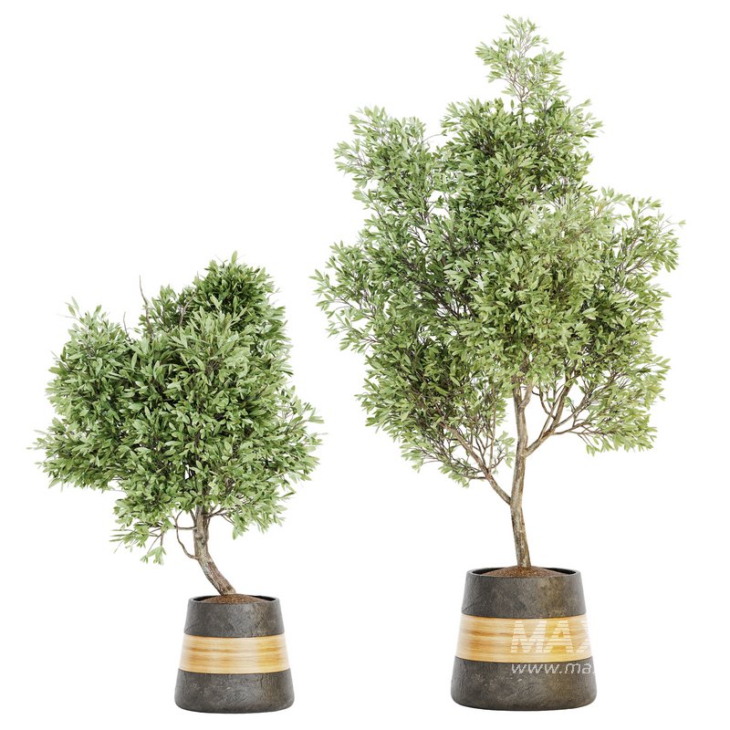 Plant Set 05 - Image 1