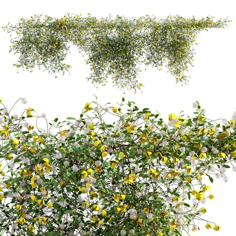 Clematis Bill MacKenzie – Clematis tangutica 01 - Image 1