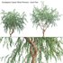 Eucalyptus Caesia Silver Princess – Gum Tree - Thumbnail 1