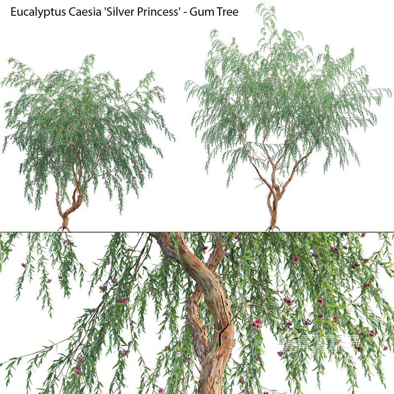 Eucalyptus Caesia Silver Princess – Gum Tree - Image 1
