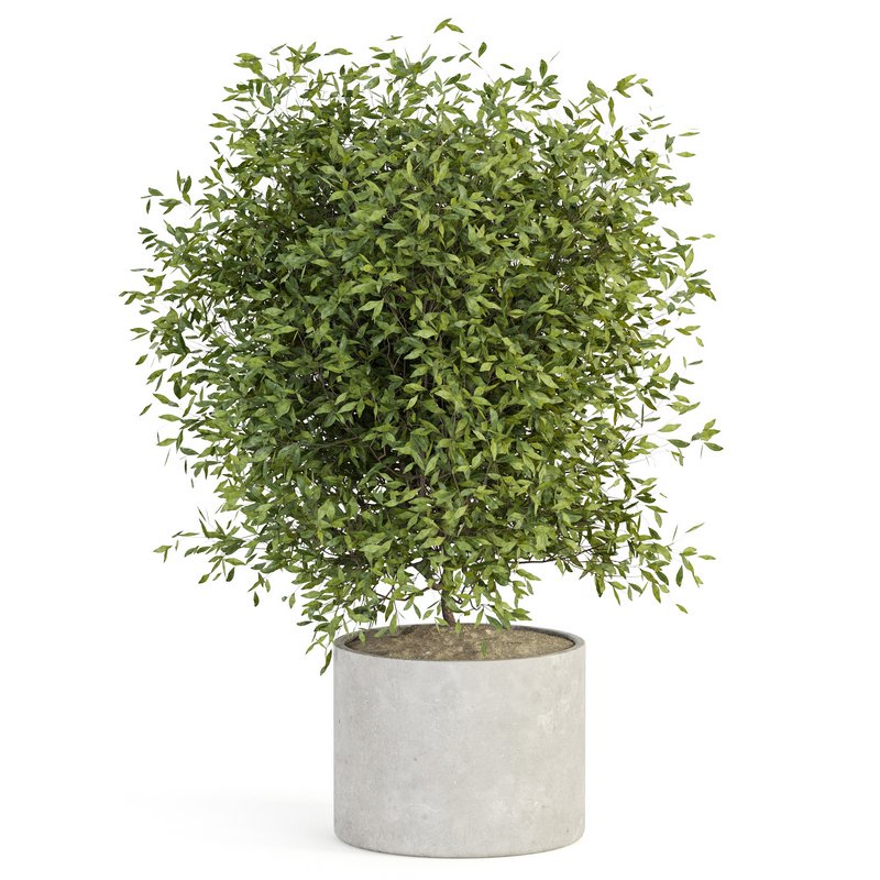 Indoor Plant Set 029 - Image 2