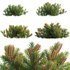 Banksia spinulosa – Hairpin Banksia 01 - Thumbnail 1