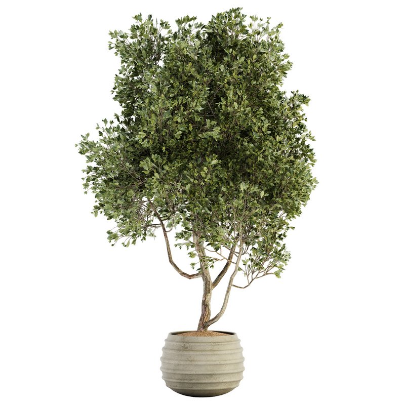 Indoor Plant Set 09 - Image 1