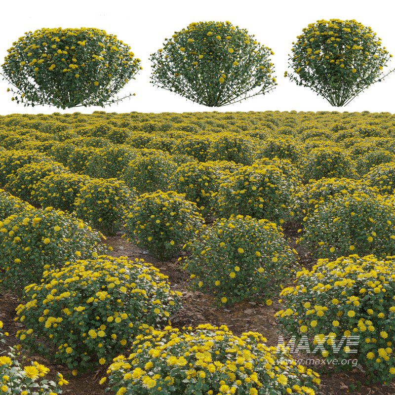 Chrysanthemum morifolium 01 - Image 1