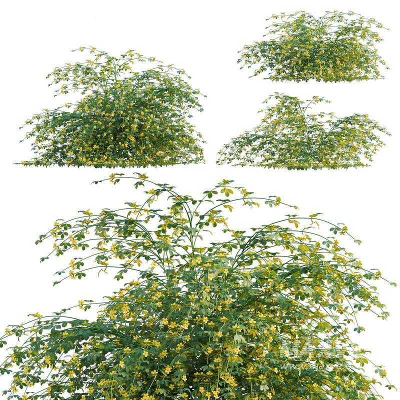 Jasminum mesnyi – Primrose Jasmine 01 - Image 1