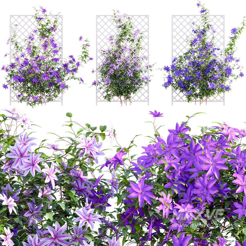 Clematis Aotearoa – Clematis Jackmanii 01 - Image 1