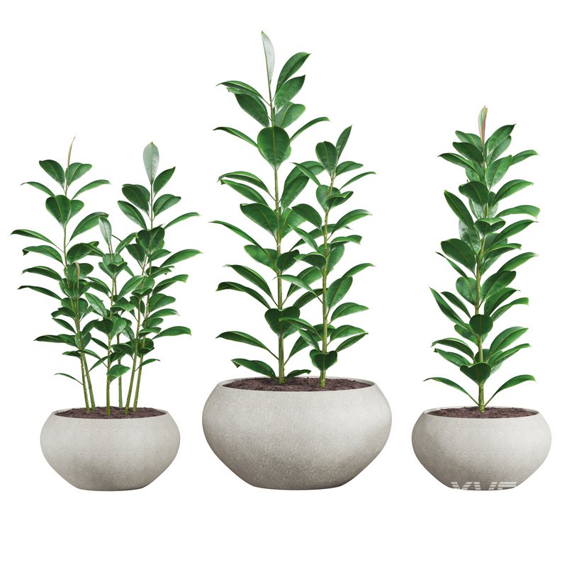 plants set 04 - Image 1