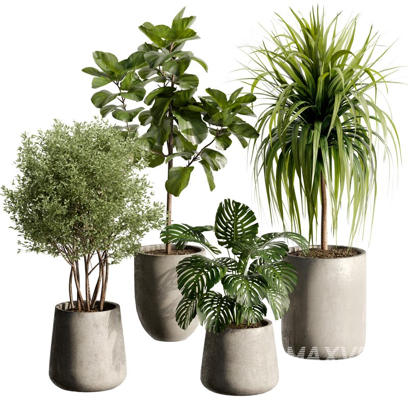 Indoor Plant 24 - Image 2