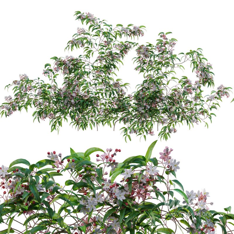 Clematis Apple Blossom 02 - Image 1