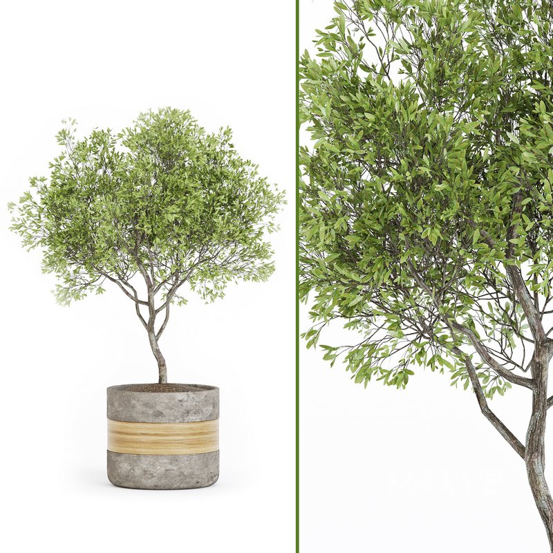 Indoor Plant Set 06 - Image 3