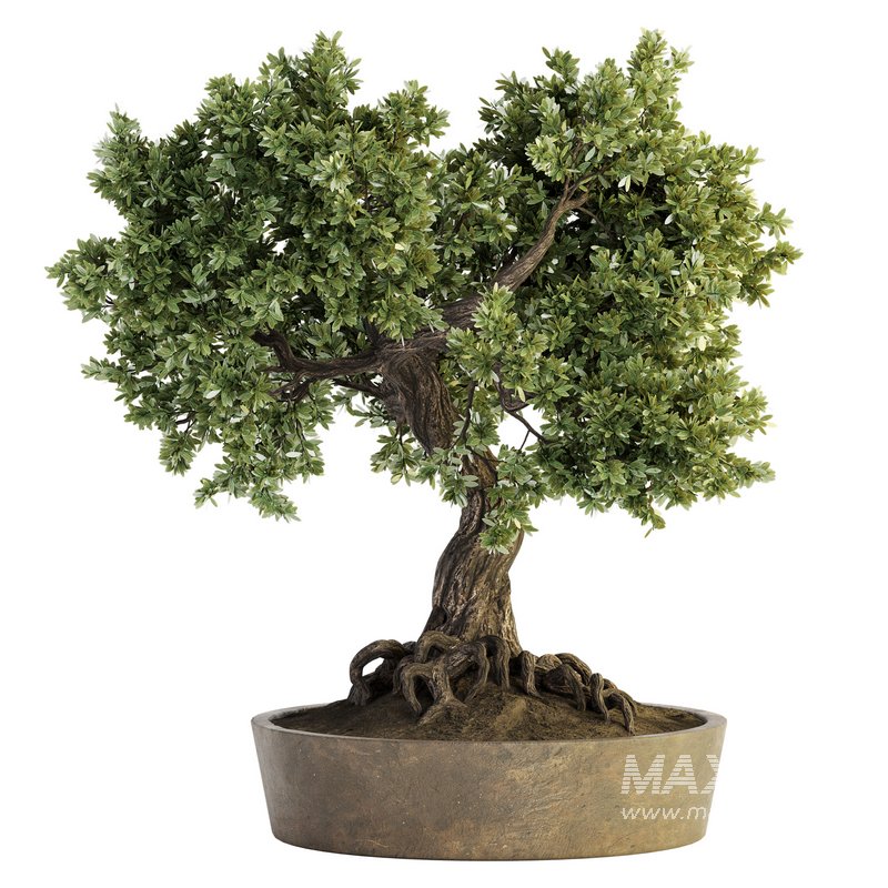 Indoor Plant Set 030 - Image 2