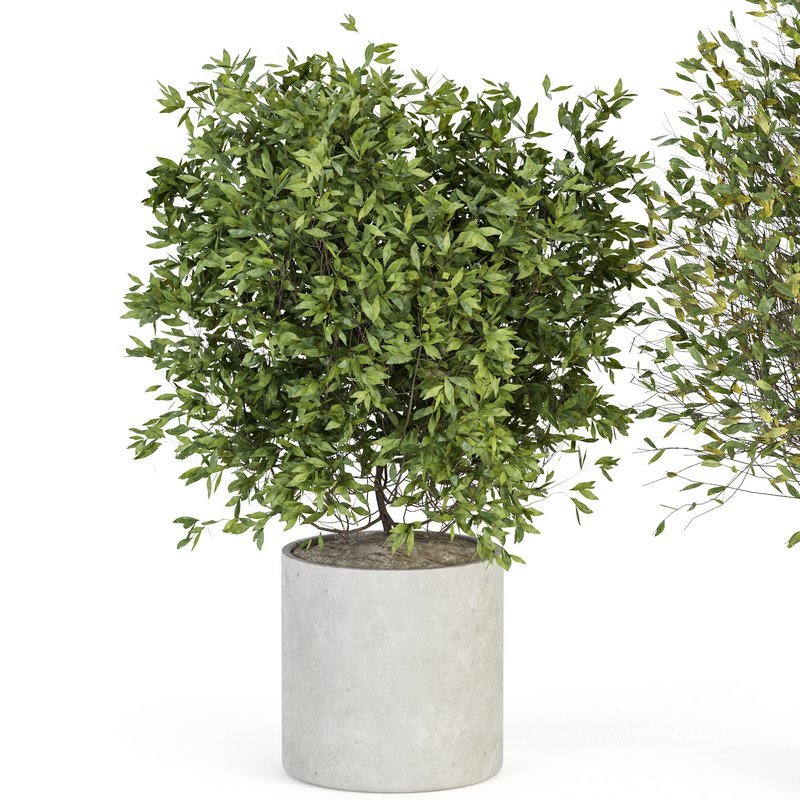 Indoor Plant Set 027 - Image 2