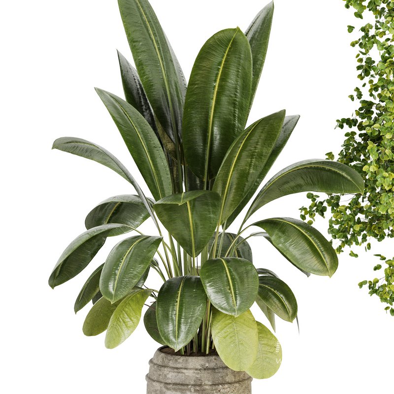 Indoor Plant Set 024 - Image 3