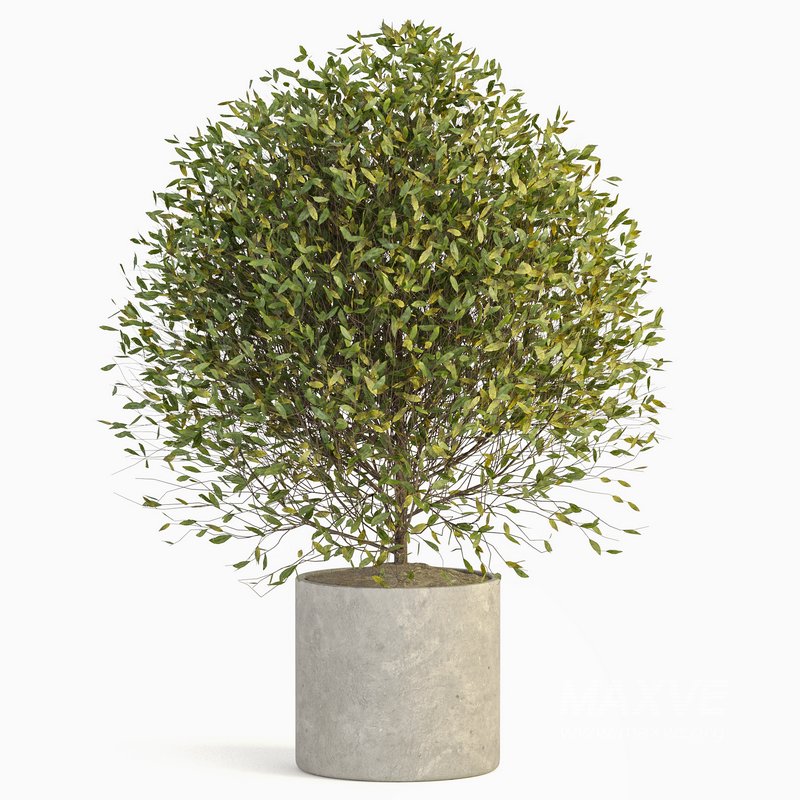 Indoor Plant Set 029 - Image 3