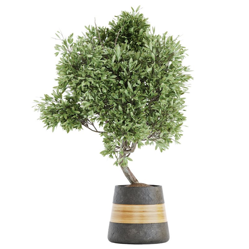 Plant Set 05 - Image 2