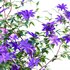 Clematis Aotearoa – Clematis Jackmanii 01 - Thumbnail 3