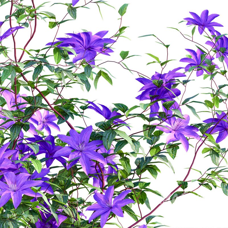 Clematis Aotearoa – Clematis Jackmanii 01 - Image 3