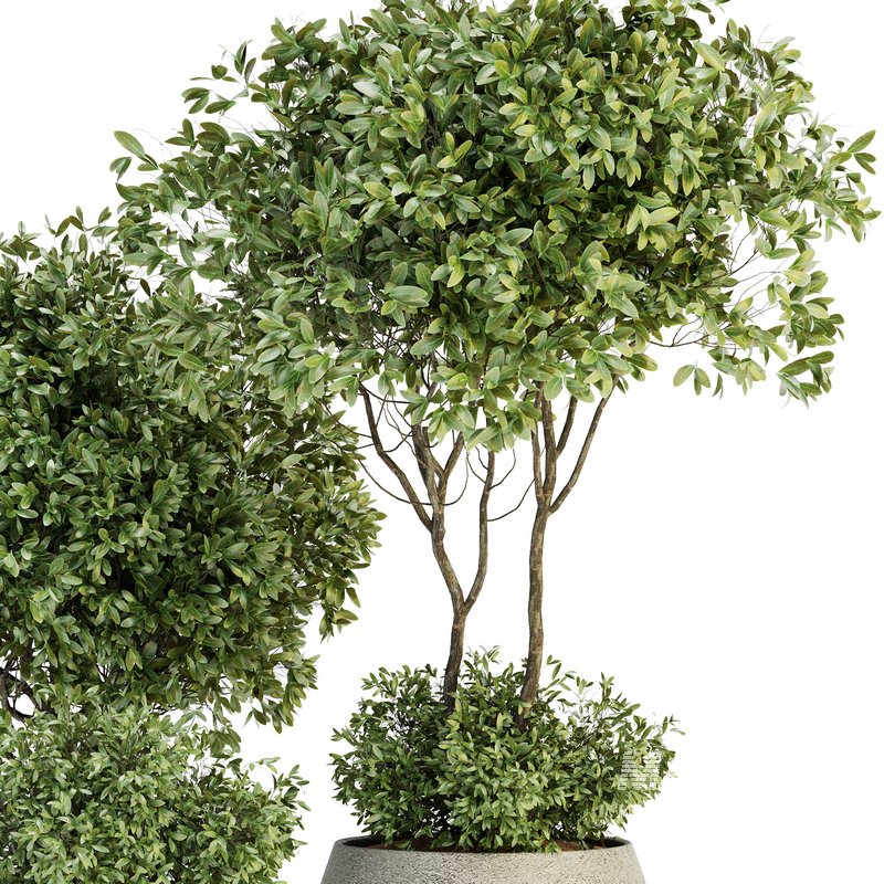 Indoor Plant Set 07 - Image 2