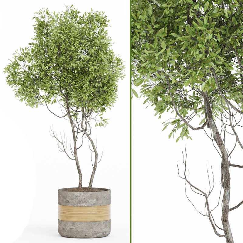 Indoor Plant Set 06 - Image 2