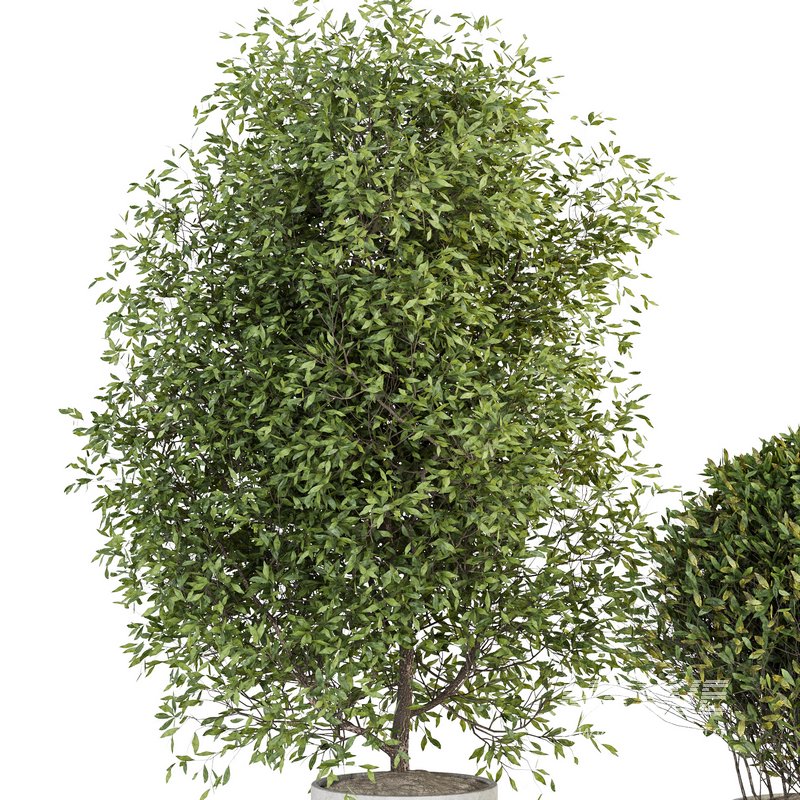 Indoor Plant Set 028 - Image 3