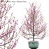 Prunus persica – Peach – Nectarine Trees – 02 - Thumbnail 1
