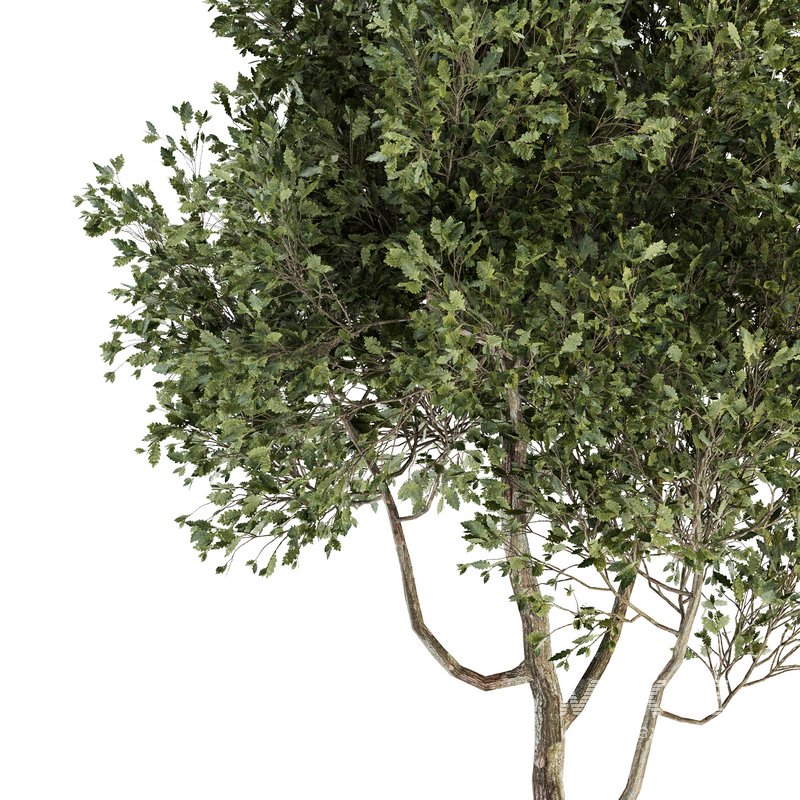 Indoor Plant Set 09 - Image 2